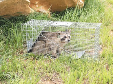 Why Live Animal Trap Cage?